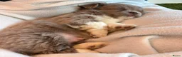 Chihuahua dogs for sale: Long coat chihuahua two boys available - Advert 19