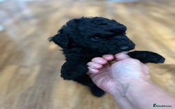 Cockapoo dogs for sale: Cockerpoo f1b - Image 9