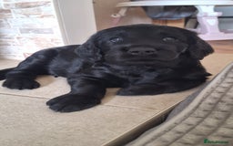 Labradoodle dogs for sale: Labradoodles x2 boys. Alloa - Image 8