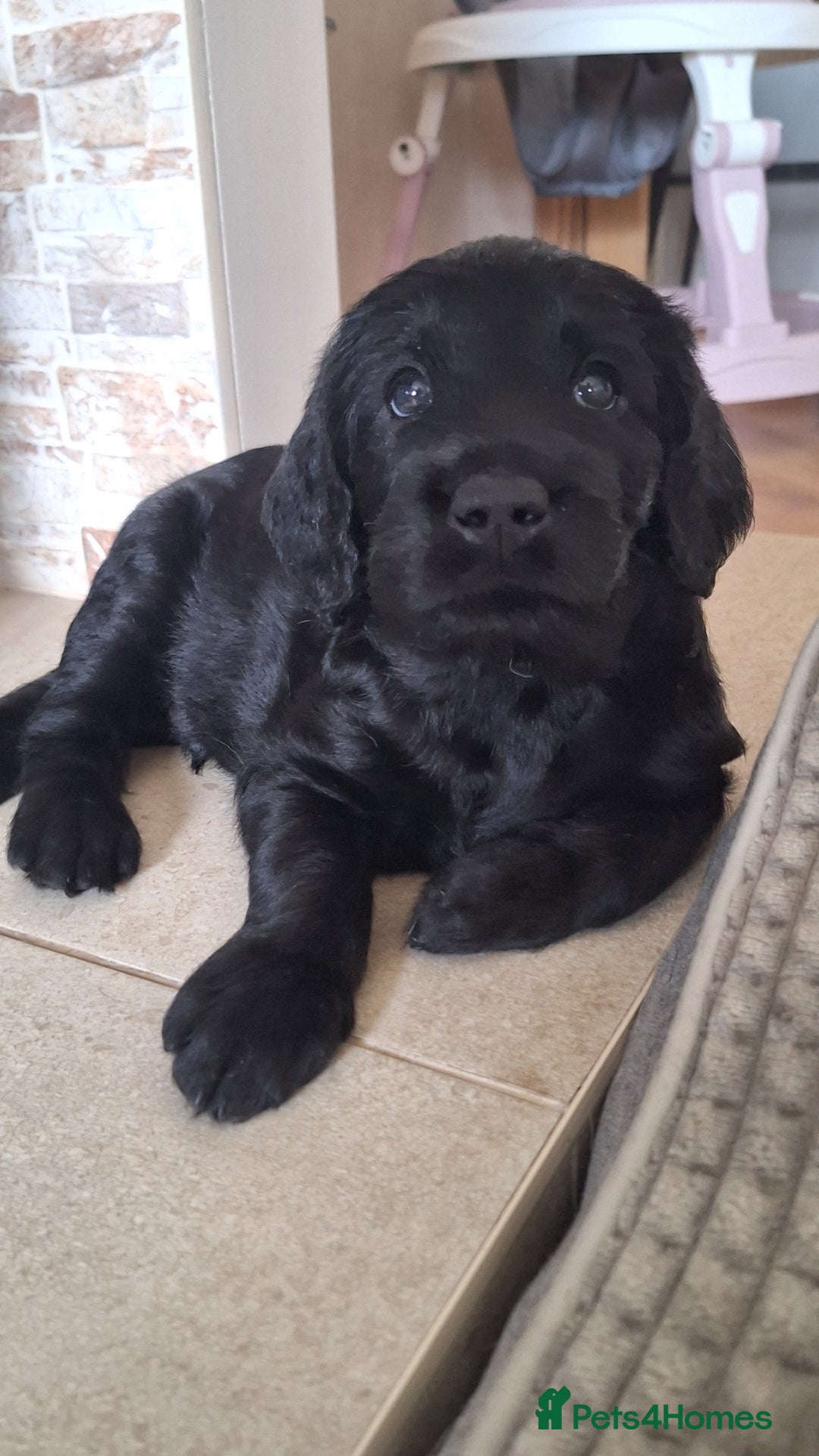 Labradoodle dogs for sale: Labradoodles x2 boys. Alloa - Image 8