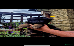 German Shepherd dogs for sale: KC reg health tested German shepherd puppies  - Image 3