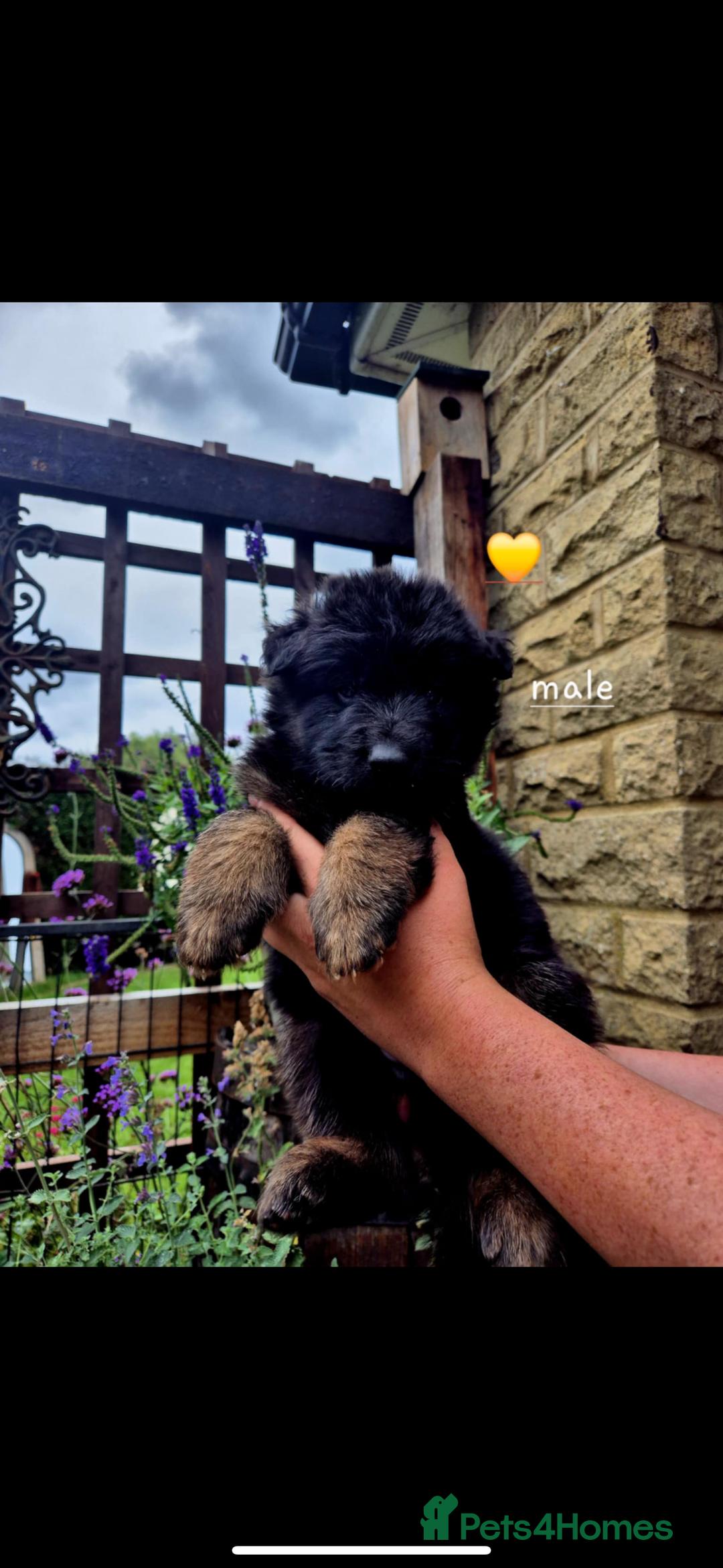 German Shepherd dogs for sale: KC reg health tested German shepherd puppies  - Image 3