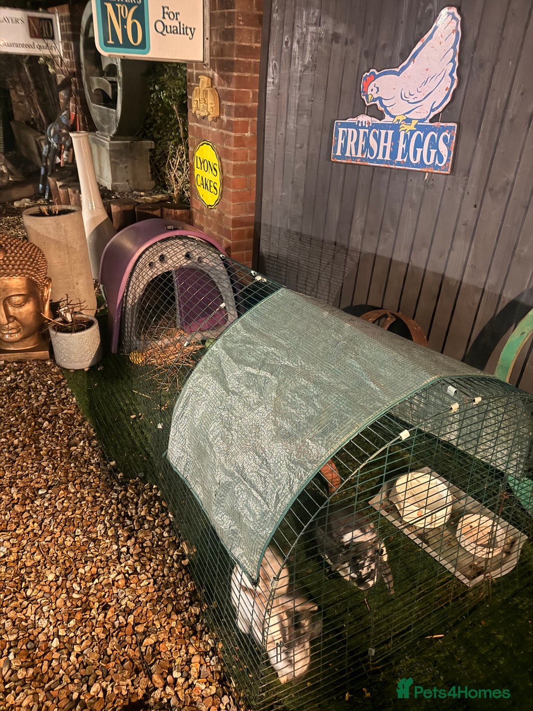 Dwarf Lop rabbits for sale: 3x rabbits Mum dad baby  - Advert 6