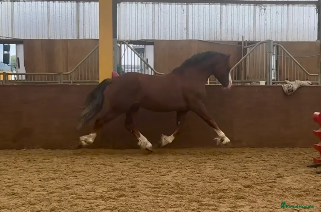 Welsh Section D horses for sale: Exceptional mannerly Welsh D  - Advert 2