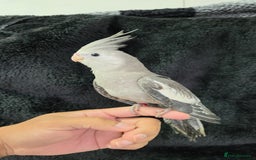 Cockatiels birds for sale: Silly hand tamed baby cockatiels for sale  - Image 2