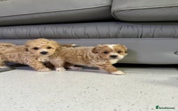 Maltipoo dogs for sale: Outstanding F1 Maltipoo Puppies - Image 15