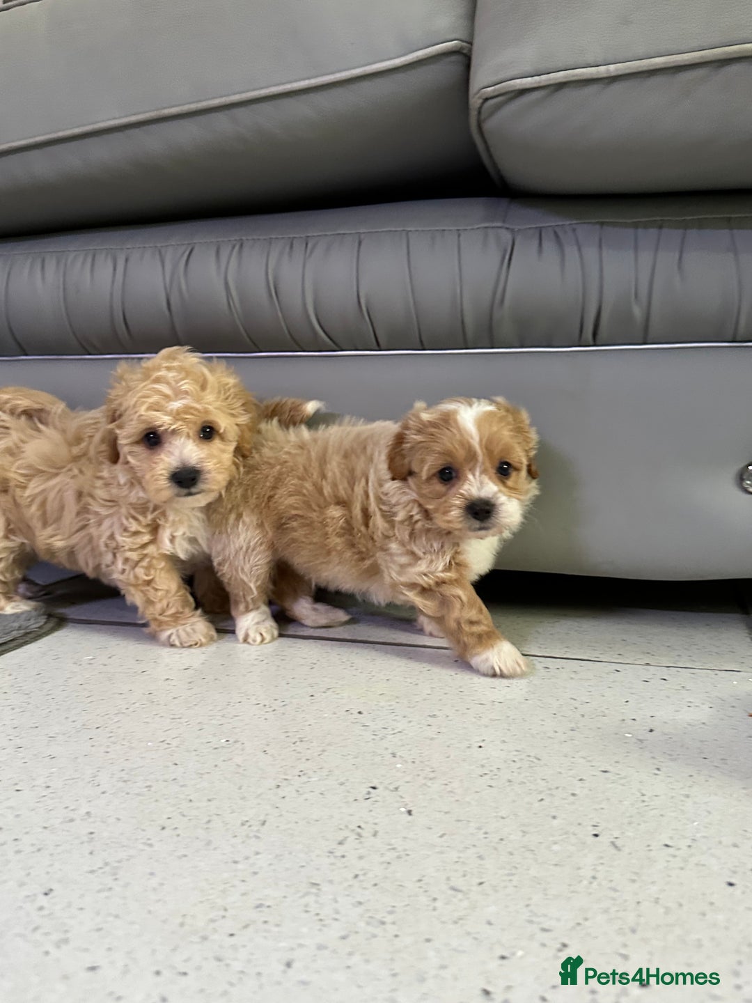 Maltipoo dogs for sale: Outstanding F1 Maltipoo Puppies - Image 15