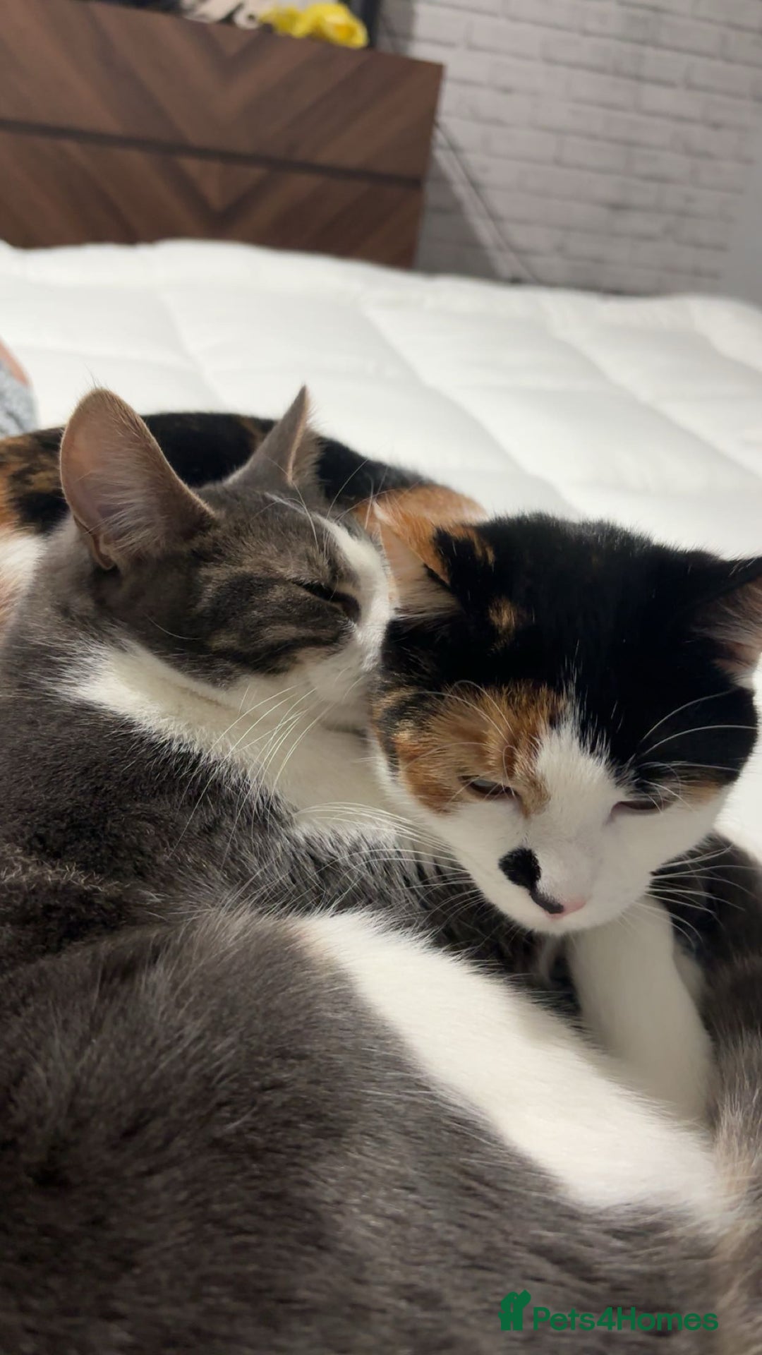 Mixed Breed cats for sale: *ADOPTION* 2 beautiful sisters  - Advert 2