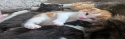 Mixed Breed cats for sale: 4 beautiful kittens up for adoption - Advert 9