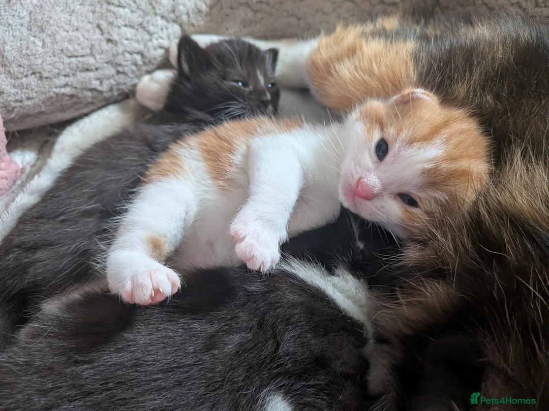 Mixed Breed cats for sale: 4 beautiful kittens up for adoption - Advert 9