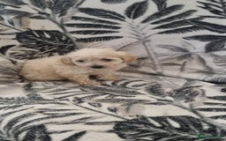 Maltipoo dogs for sale: Stunning multipoo puppy's  - Image 4