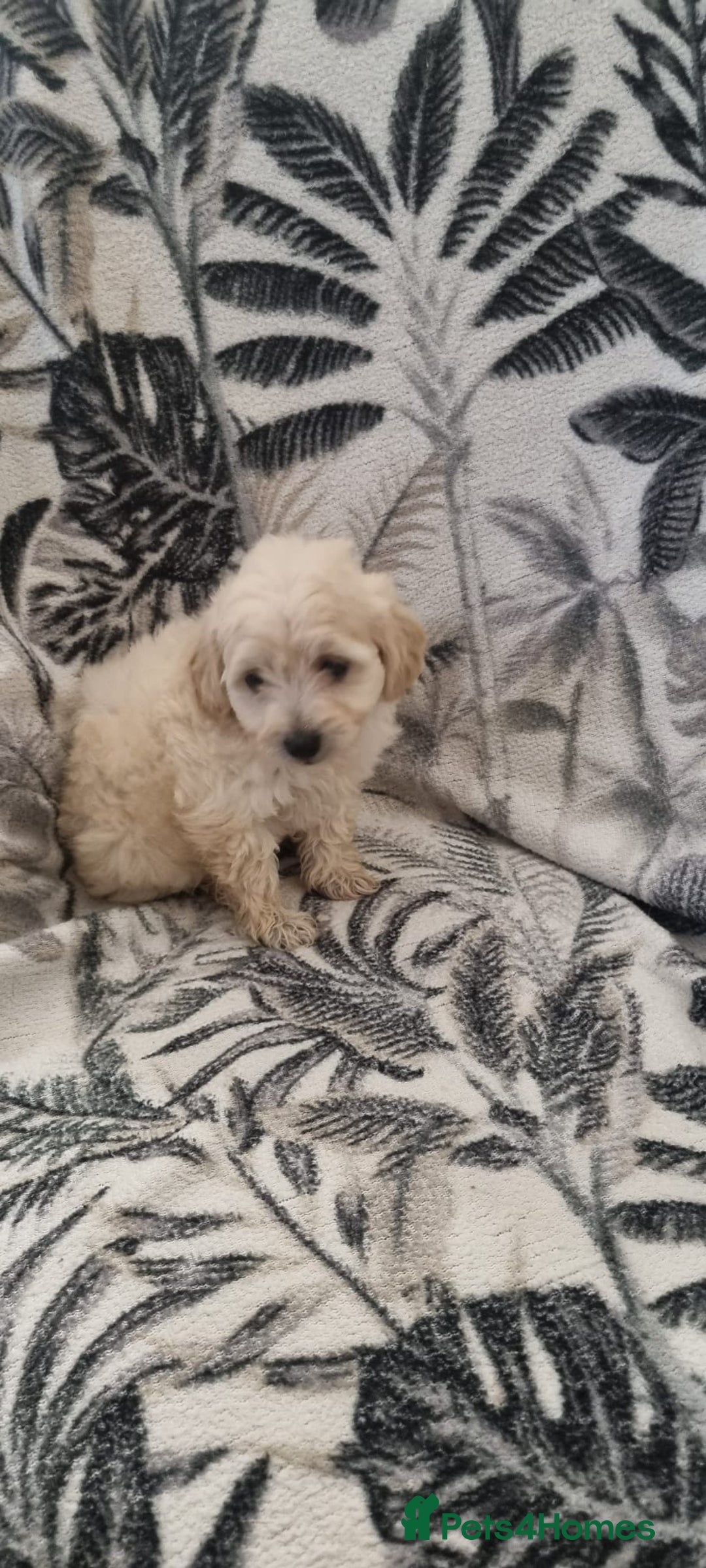 Maltipoo dogs for sale: Stunning multipoo puppy's  - Image 4