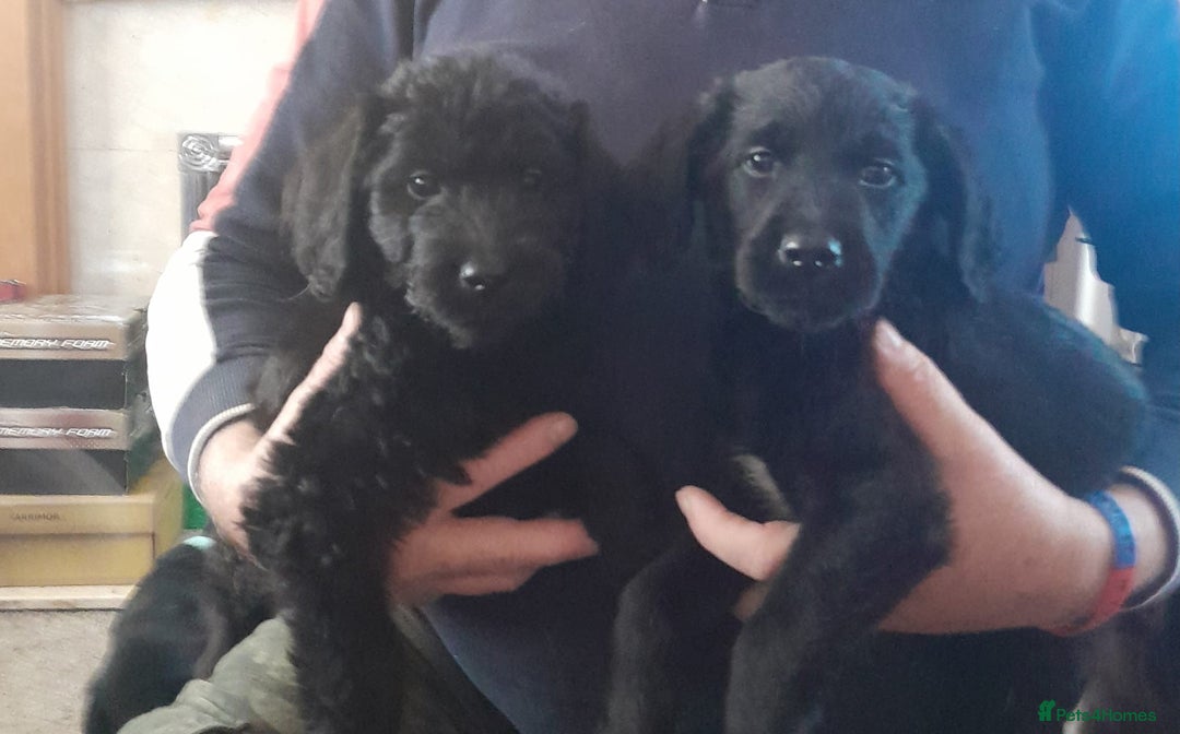 Labradoodle dogs for sale: mixed litter Black Labradoodles - Image 4