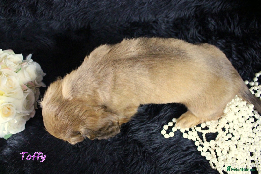 Miniature Dachshund dogs for sale: KC PRA Clear Mini Longhair Daxies – Dapple - Advert 8