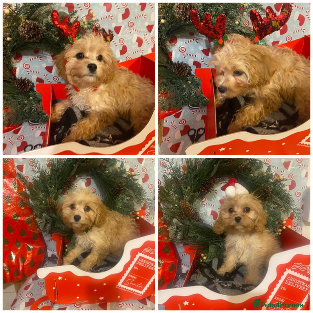 Cavapoo dogs for sale:  DNA clear parents/grandparents BVA heart/eyes - Advert 13