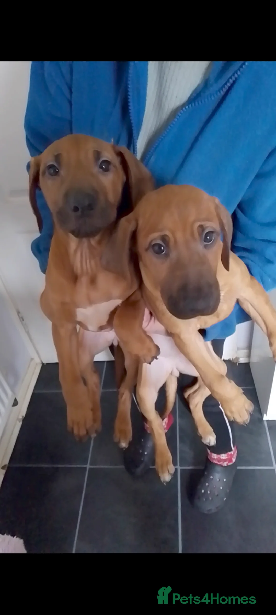 Rhodesian Ridgeback dogs for sale: Rhodesian Ridgeback Puppies - Advert 7