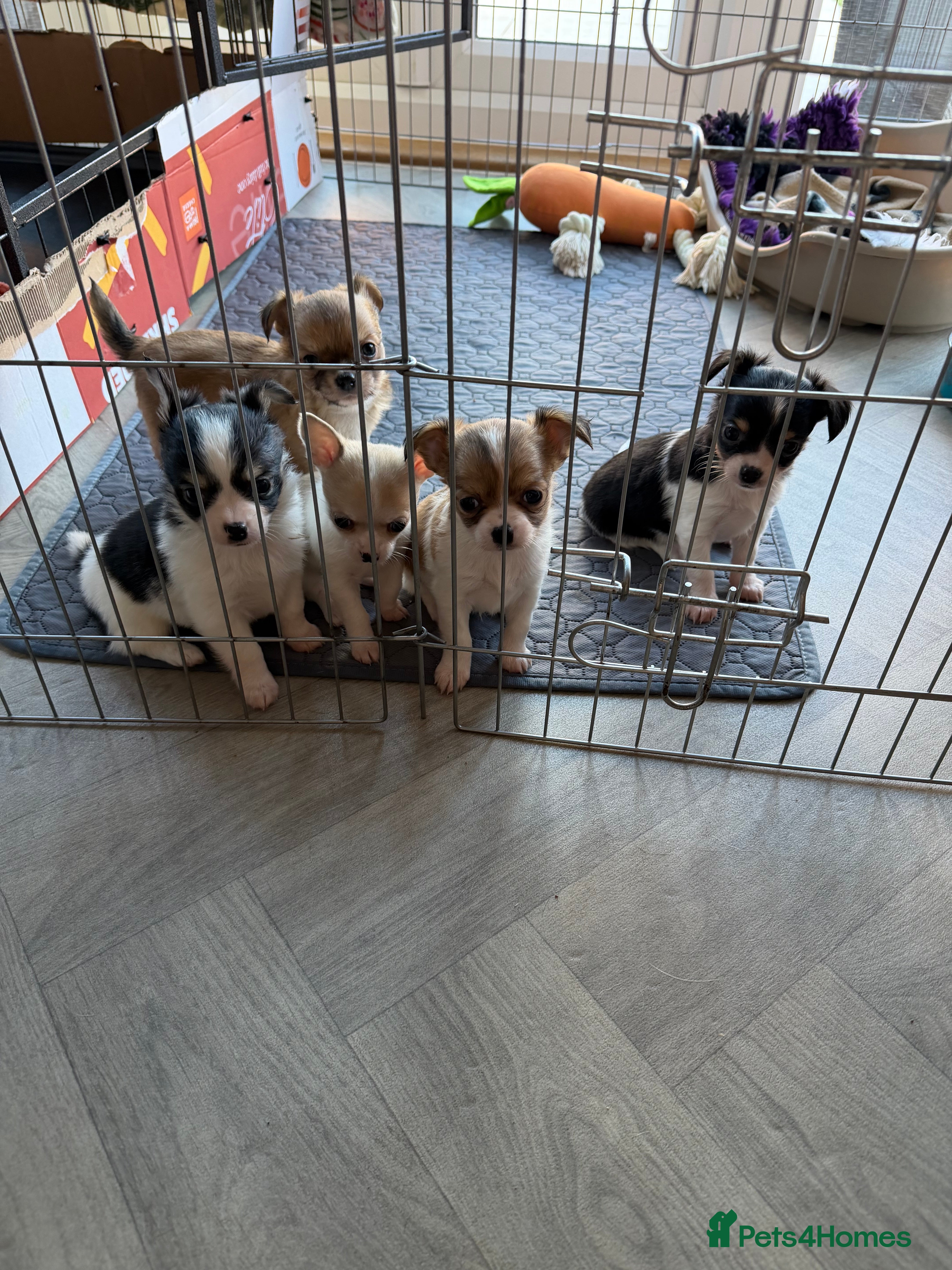 Chihuahua dogs Chihuahua pups looking for there home  - Advert 16