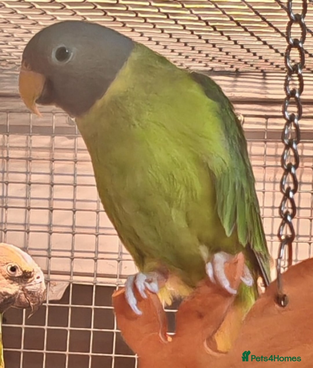 Parrots birds for sale: Parrots/ Parakeets Available  - Advert 14