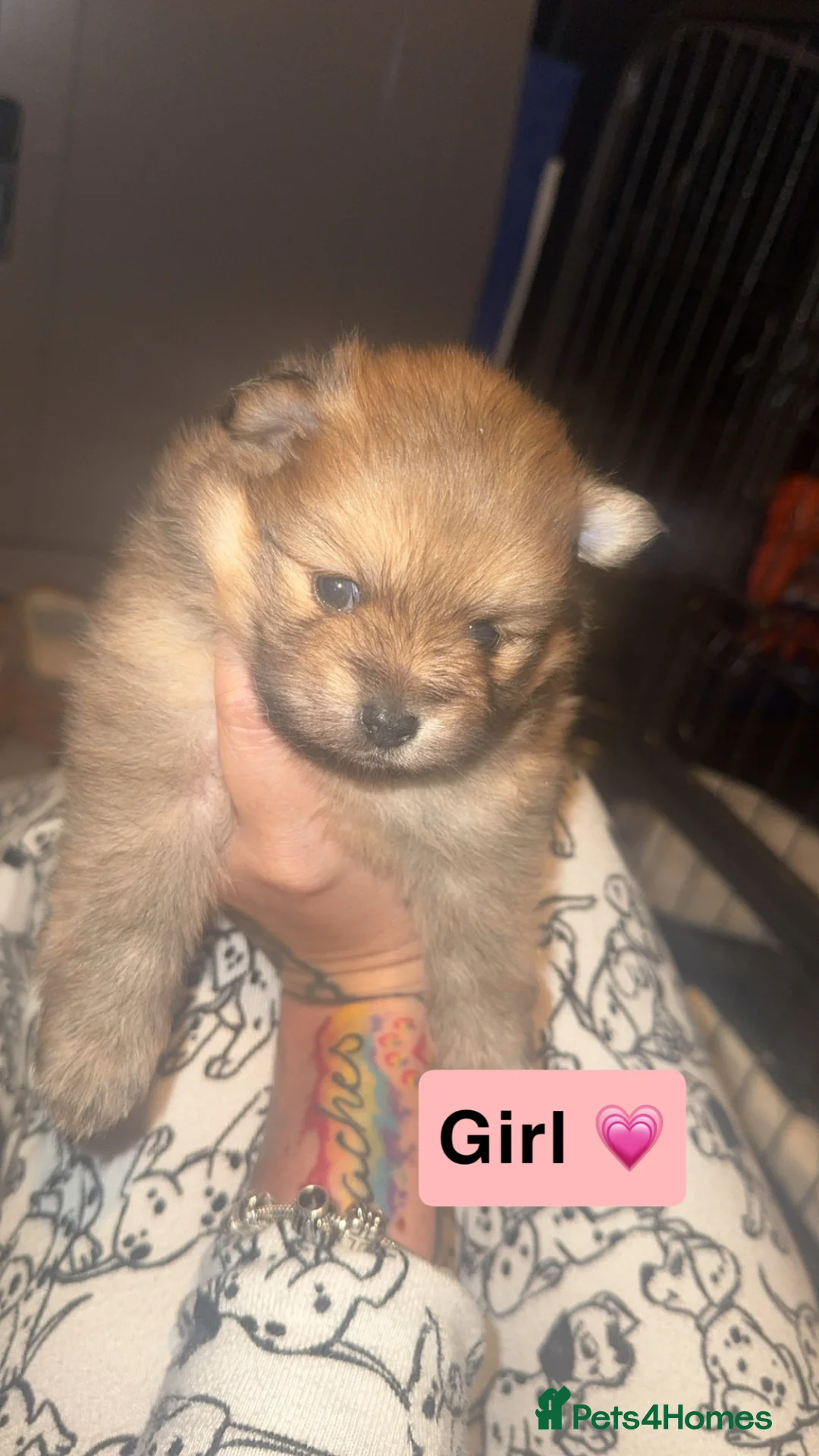 Pomeranian dogs for sale: Pomeranian puppy’s  in Larkhall - Advert 1