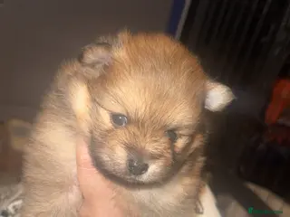 Pomeranian dogs Pomeranian puppy’s - Advert 4