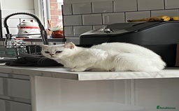 British Shorthair cats for sale: Kittens - Image 4