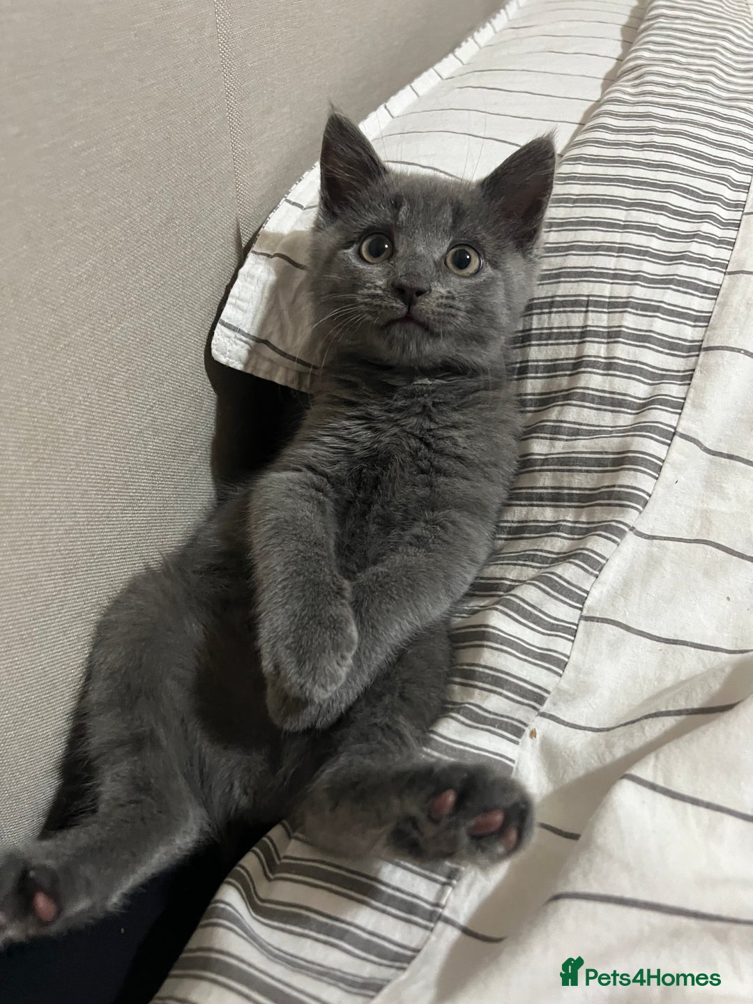 Russian Blue cats for sale: Meet Milo - Russian Blue Mix Kitten - Image 4