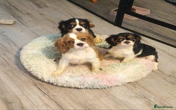 Cavalier King Charles Spaniel dogs for sale: Beautiful quality kc registered cavalier puppies  - Image 25