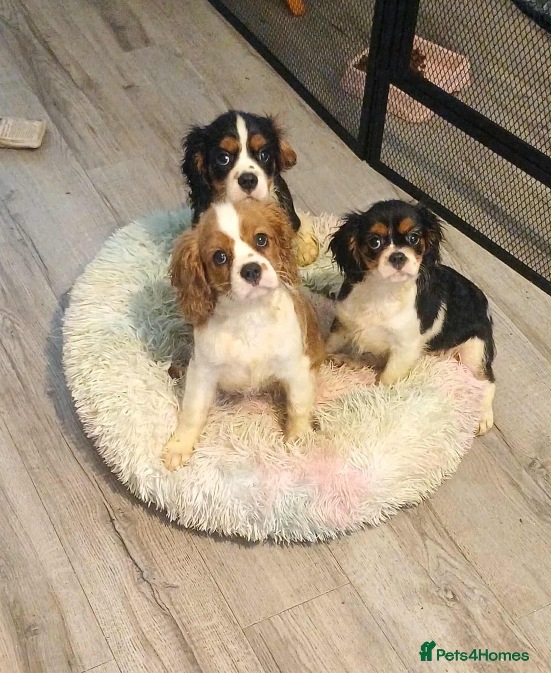 Cavalier King Charles Spaniel dogs for sale: Beautiful quality kc registered cavalier puppies  - Image 25
