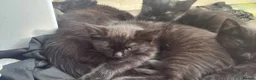 Mixed Breed cats for sale: Ragdoll cross kittens in Glasgow - Advert 3