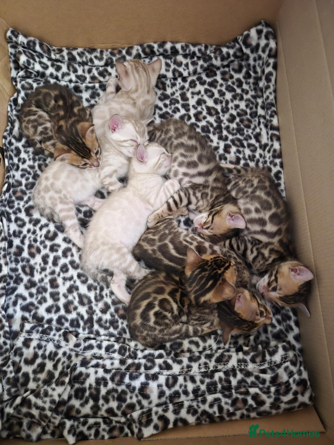 Bengal cats for stud: Bengal cat for stud, Calvin. in Peterborough - Advert 34