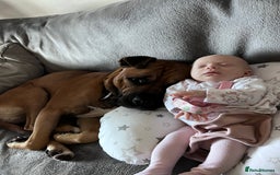 Bullmastiff dogs for stud: FOR STUD  - Image 5