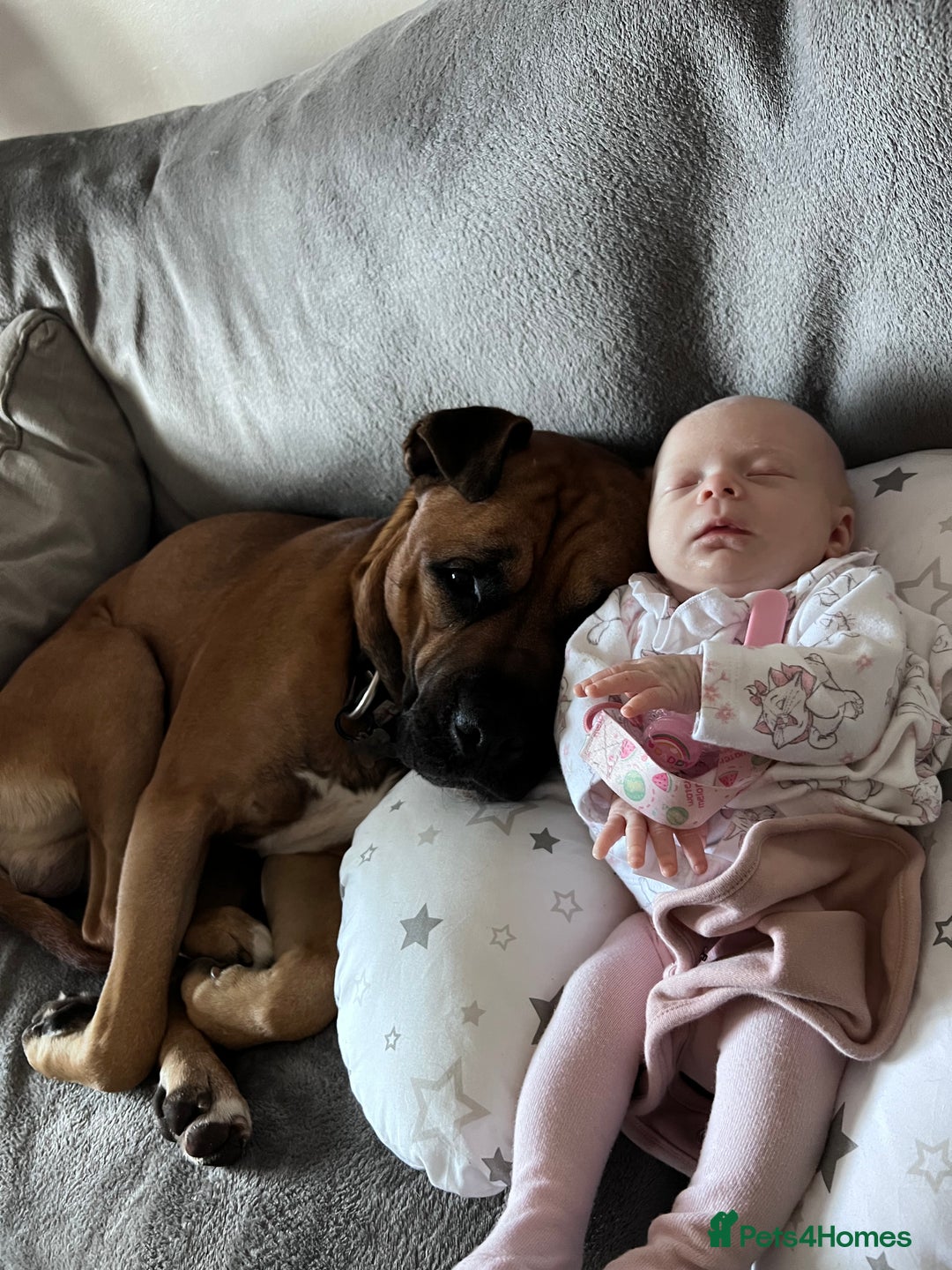 Bullmastiff dogs for stud: FOR STUD  - Image 5