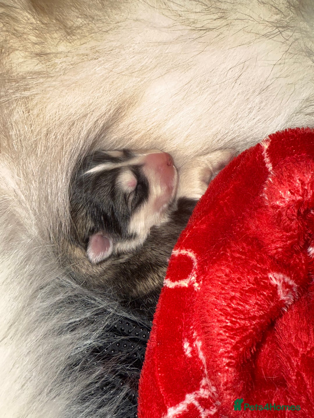 Alaskan Malamute dogs for sale: Gorgeous girl for sale - Advert 2