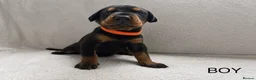 Dobermann dogs for sale: KC REGISTERED - DOBERMAN PUPPIES in Saint Helens - Advert 17