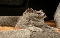 British Shorthair cats for sale: Beautiful lilac female  - Image 5