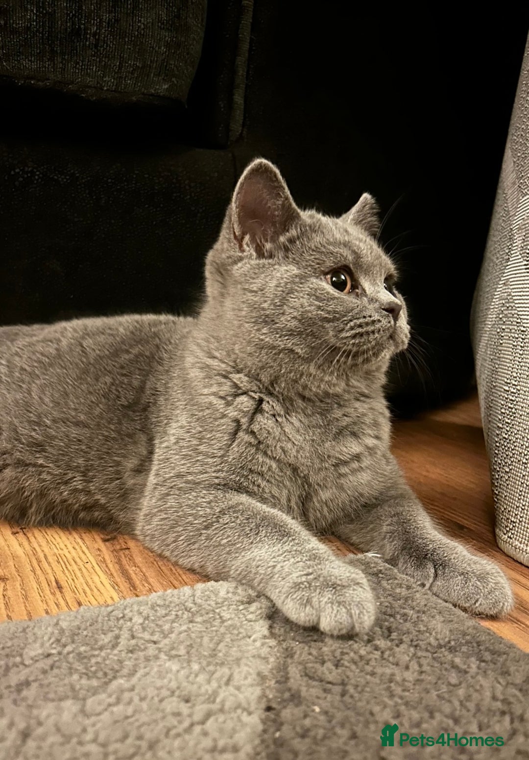 British Shorthair cats for sale: Beautiful lilac female  - Image 5