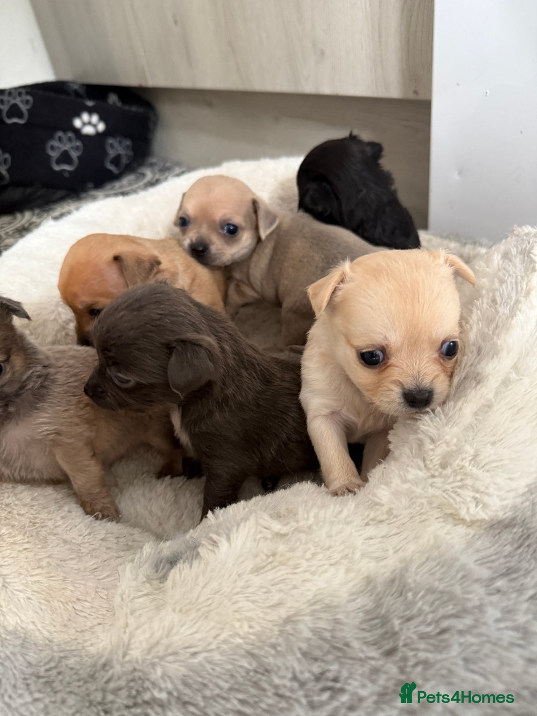 Chug dogs for sale: 6 beautiful chug puppies for sale ❤️ - Image 1