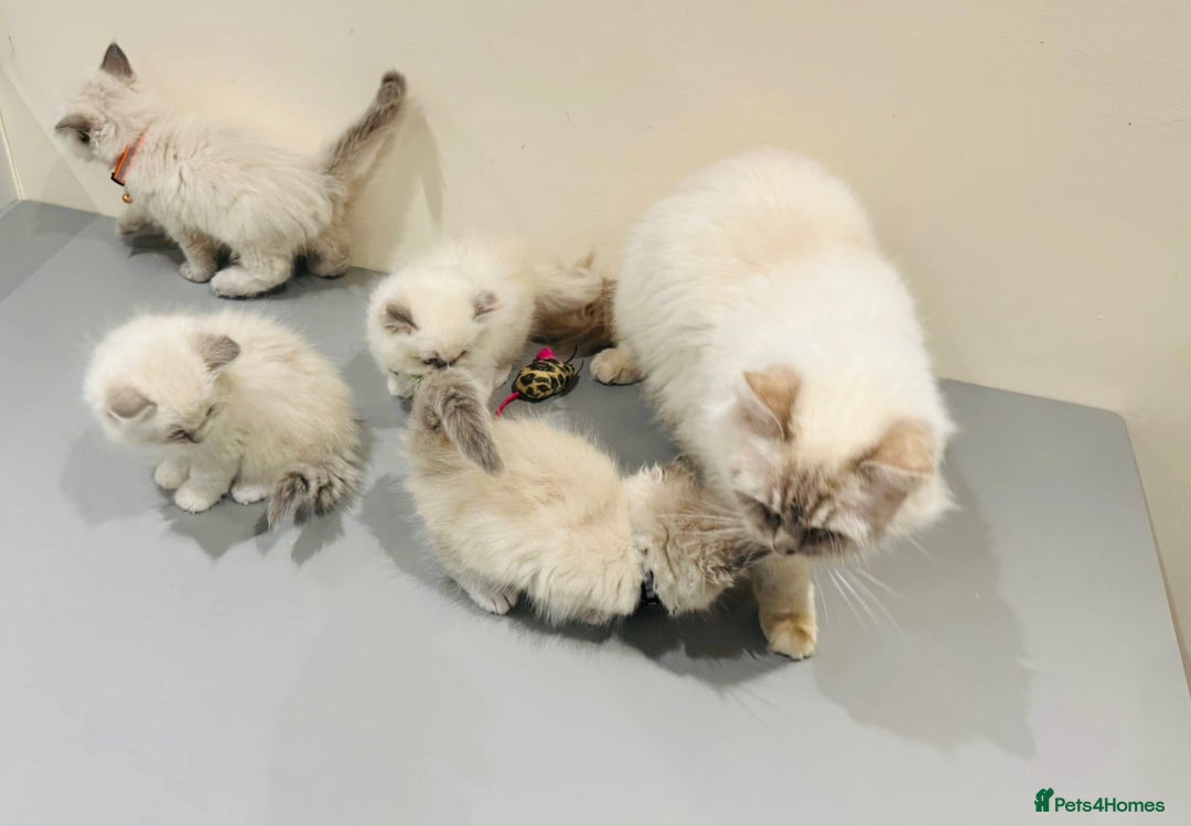 Ragdoll cats for sale: Adorable Pure Ragdoll Kittens - Advert 32