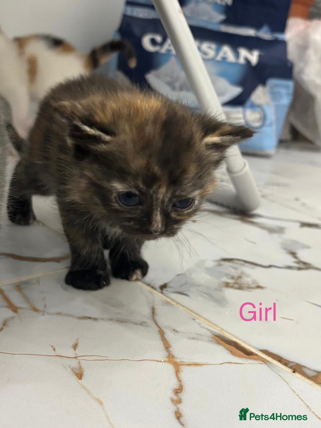 Mixed Breed cats for sale: Ragdoll x British Longhair x Moggie - Image 11