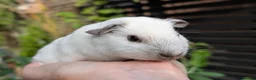 Guinea Pig rodents for sale: Beautiful guinea pig pups - Advert 11