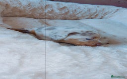 Dachshund dogs for sale: Dachshund  - Image 3