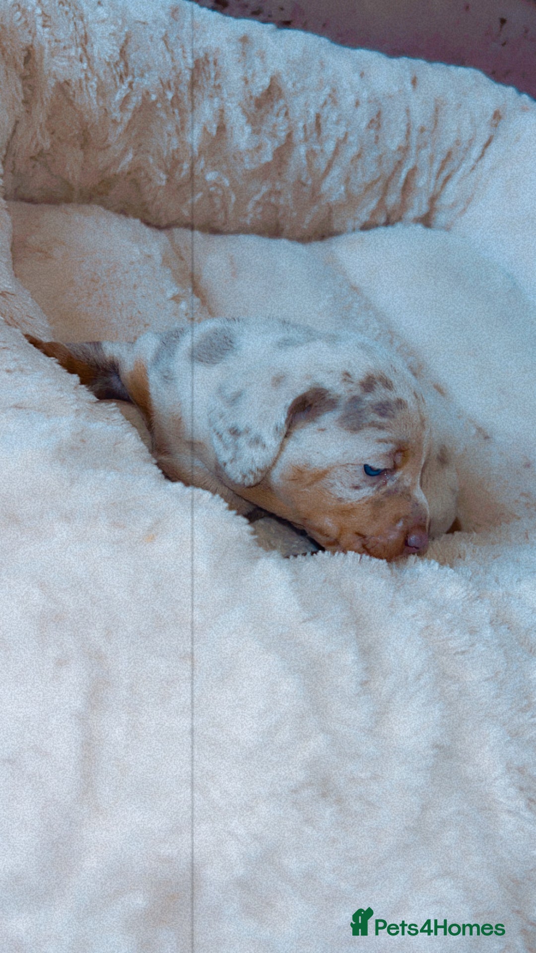 Dachshund dogs for sale: Dachshund  - Image 3