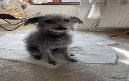 Bedlington Terrier dogs for sale: bedlington cross whippets - Image 9