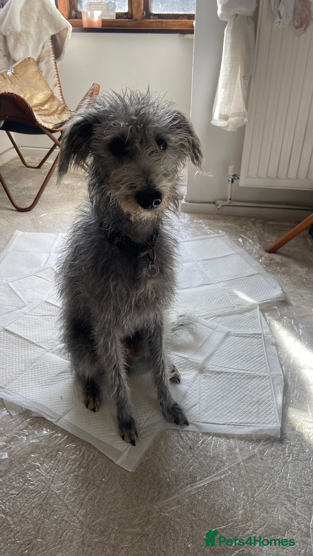 Bedlington Terrier dogs for sale: bedlington cross whippets - Image 9