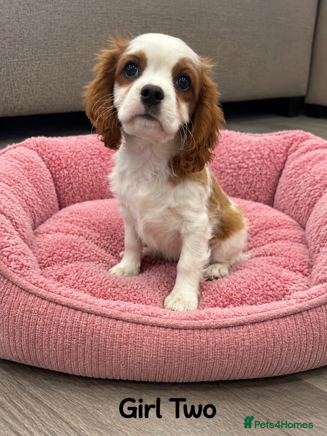 Cavalier King Charles Spaniel dogs for sale: *** KC REG DNA CLEAR CAVALIER KING CHARLES**  - Advert 12