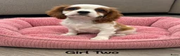 Cavalier King Charles Spaniel dogs for sale: *** KC REG DNA CLEAR CAVALIER KING CHARLES**  - Advert 7