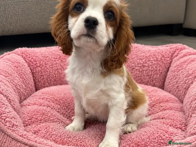 Cavalier King Charles Spaniel dogs for sale: *** KC REG DNA CLEAR CAVALIER KING CHARLES** - Advert 12