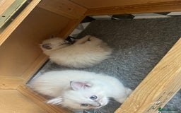 Ragdoll cats for sale: 5 Gccf registered Ragdoll kittens available  - Image 5