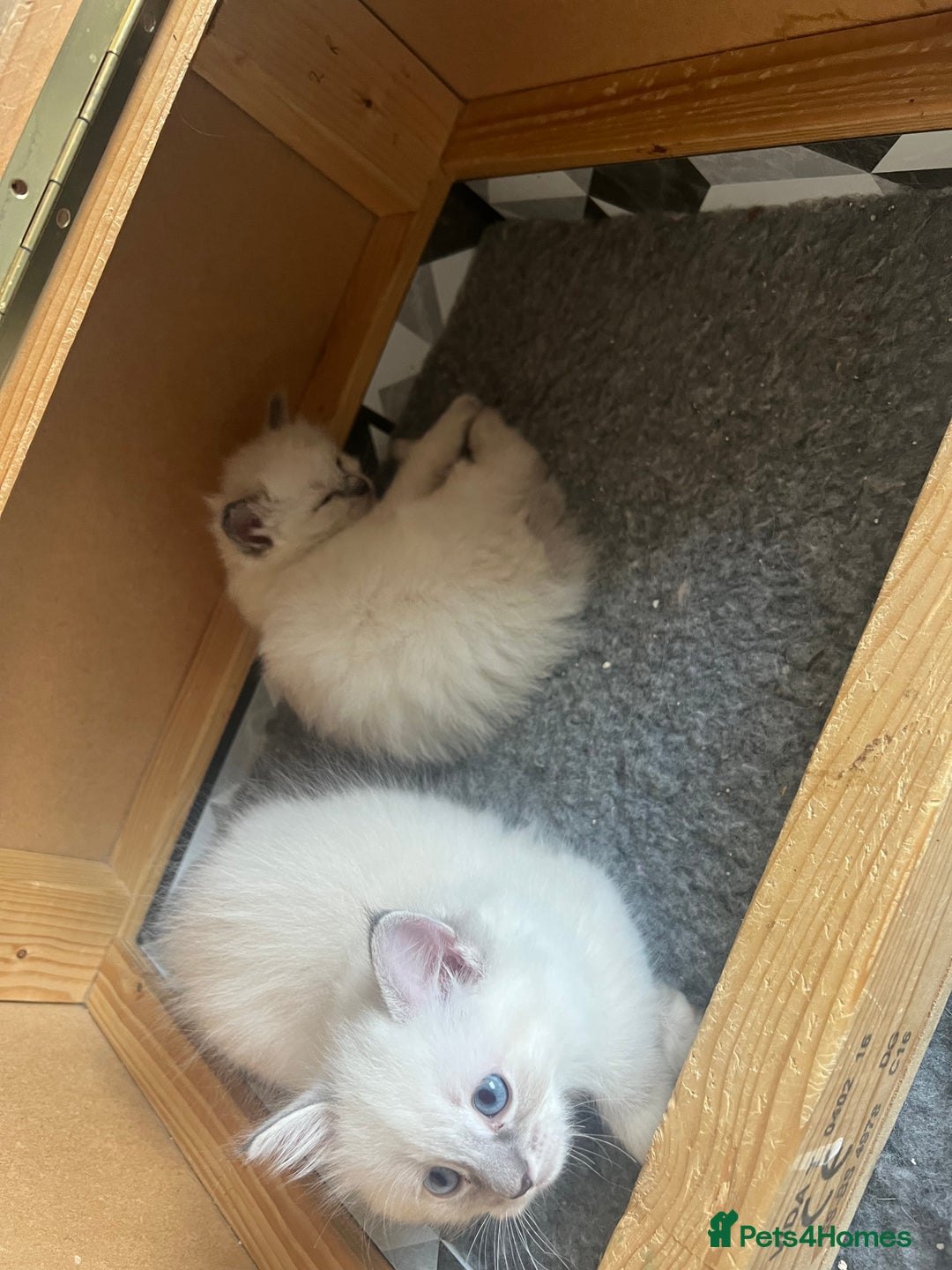 Ragdoll cats for sale: 5 Gccf registered Ragdoll kittens available  - Image 5