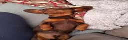 Miniature Dachshund dogs for stud:  Proven Stud Dog Available - Advert 4